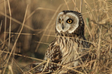 short-eared owl (Asio flammeus) Cuxhaven Germany