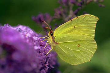 Gonepteryx rhamni (known as the common brimstone) is a butterfly of the family Pieridae. 