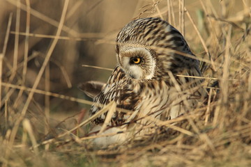 short-eared owl (Asio flammeus) Cuxhaven Germany
