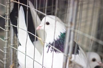many gray doves in a tight cage