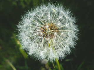 Fototapeta premium blowball flower - dandelion flower closeup