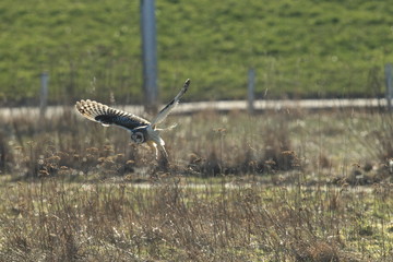 short-eared owl (Asio flammeus) Cuxhaven Germany