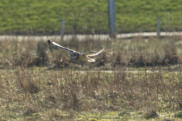 short-eared owl (Asio flammeus) Cuxhaven Germany