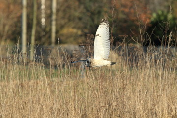 short-eared owl (Asio flammeus) Cuxhaven Germany