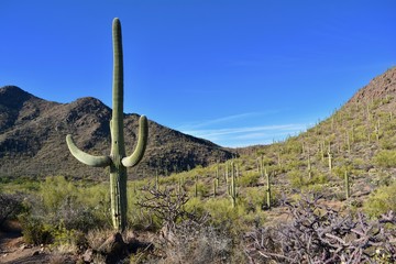 Saguaro Cactus Cacti Bowen Trail Starr Pass Tucson Arizona