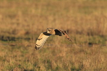 short-eared owl (Asio flammeus) Cuxhaven Germany