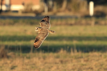 short-eared owl (Asio flammeus) Cuxhaven Germany