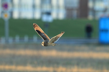 short-eared owl (Asio flammeus) Cuxhaven Germany