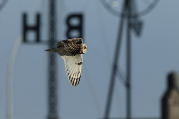 short-eared owl (Asio flammeus) Cuxhaven Germany