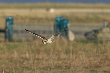 short-eared owl (Asio flammeus) Cuxhaven Germany