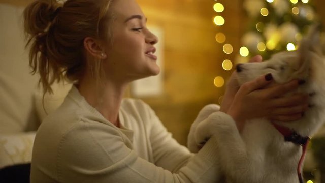 Slow motion picture of beautiful female 20s playing with her little husky dog fooling around together at home in winter holidays with Christmas tree