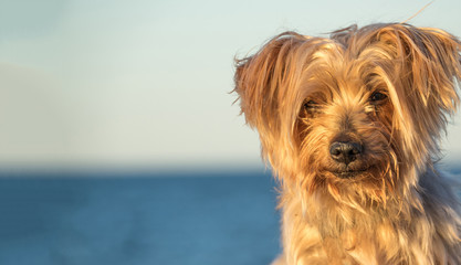 deep look dog portrait blurred blue background with copy space at one side,. Doggy hairy ear, nose and snout, cute animal, Yorkshire Terrier brown.