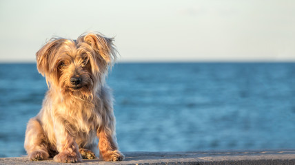 dog portrait blurred background with copy space at one side,. Doggy hairy ear, nose and snout, cute animal, Yorkshire Terrier warm sunset colors