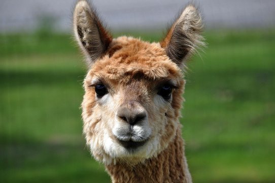 Alpaca