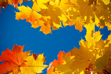 yellow leaves on sky background