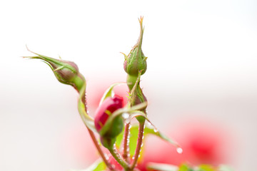Obraz premium Close-up Soft focus of roses flower blooming in the garden after raining with blurred background.