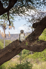 Monkey sitting and keeping watch in the tree