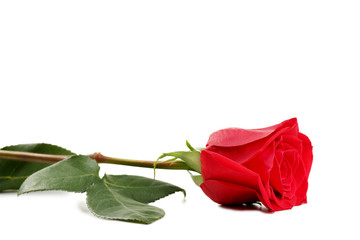 Red rose on white background