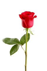 Red rose on white background