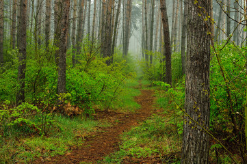 Fototapeta na wymiar Gęsty las w pochmurny dzień wiosną lub latem.