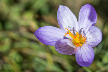 Safran çiçeği