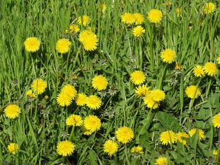 Blooming dandelions