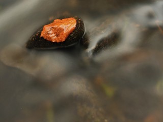 The first colorful leaf falen into mountain river. Gravel and boulders bellow clear cold  water