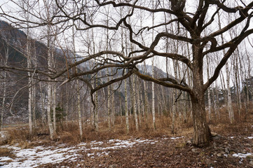 Birch trees in South Korea in winter 5