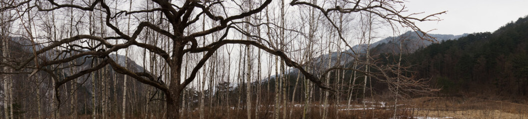 Birch trees in South Korea in winter 3