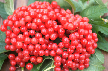 bunches of red viburnum