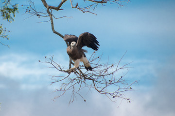 Graukopf Seeadler flügel ausbreitend, Haliaeetus ichthyaetus
