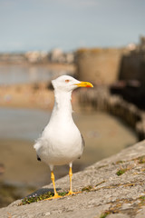 Goéland de bretagne