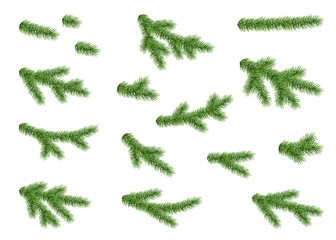 Collection of spruce branch isolated on white background.