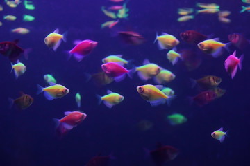 Naklejka na ściany i meble beautiful small fish in an aquarium texture background