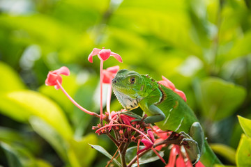 Small Green Iguana On Red Flowers