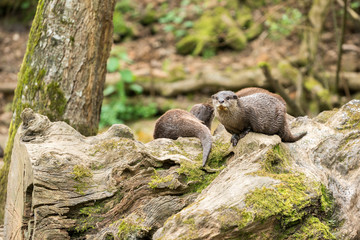 Fototapeta premium loutres