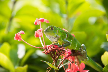 Small Green Iguana On Red Flowers