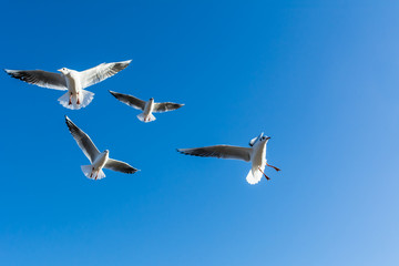 Fototapeta na wymiar Small flock of black-headed gulls in acrobatic flight against blue sky