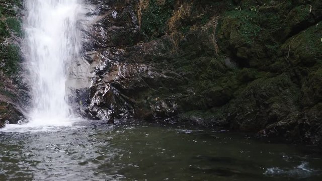 a seal pup leaps from the pool at the base of a waterfall at ohau stream