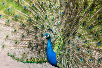 Obraz premium paon qui fait la roue parade nuptiale