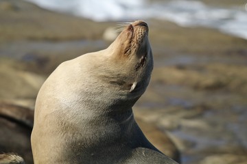 California Sea Lion Sun Bathing on rock in LaJolla California close up