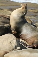 California Sea Lion Sun Bathing on rock in LaJolla California
