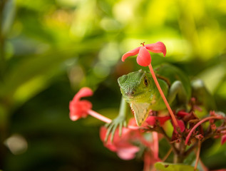 Small Green Iguana On Red Flowers