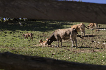 Cows and calves