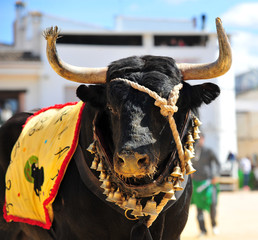 bull