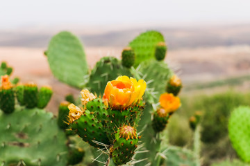 Cactus plants outdoors in a summer day