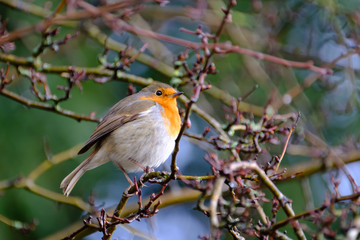 A beautiful European robin tweeting on a tree branch in back garden.