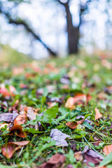 Many fallen wild fresh apples on grass ground bruised on apple picking farm closeup