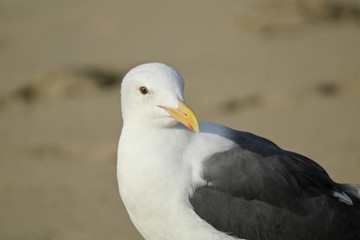 Seagull close up california