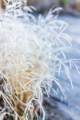 Macro of white golden hay bush in autumn fall showing detail, texture and pattern with frost snow sunrise dawn in West Virginia